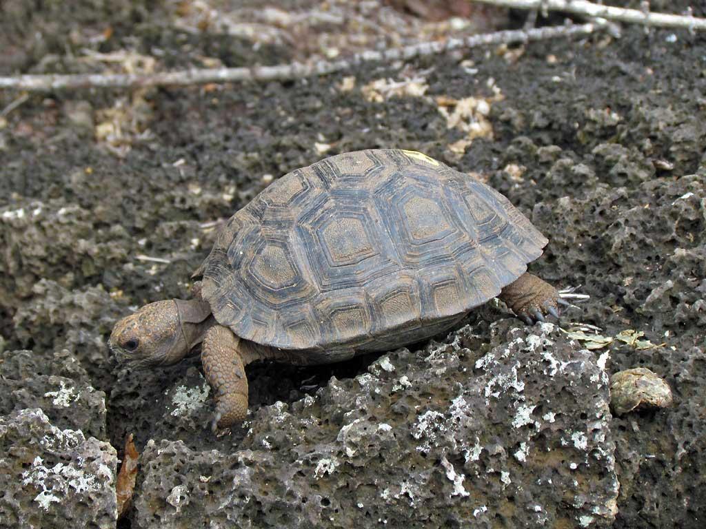 Young land turtle, Darwin Research Station 108