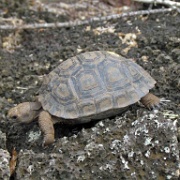 Young land turtle, Darwin Research Station 108.jpg