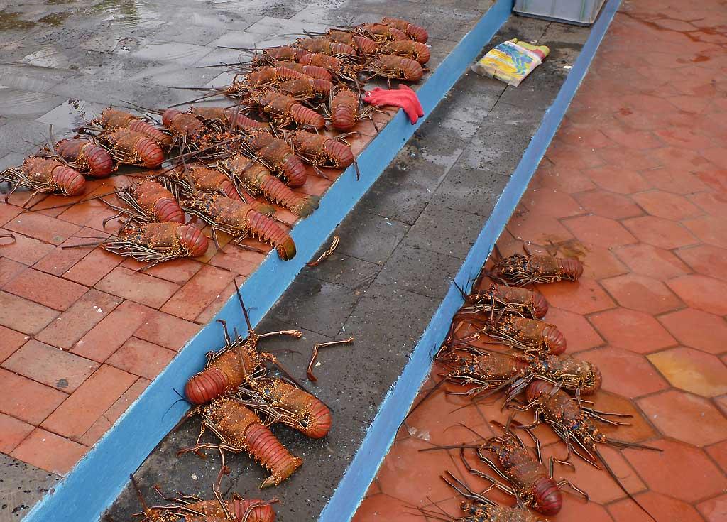 Lobster, Fish Market, Puerto Ayora 115