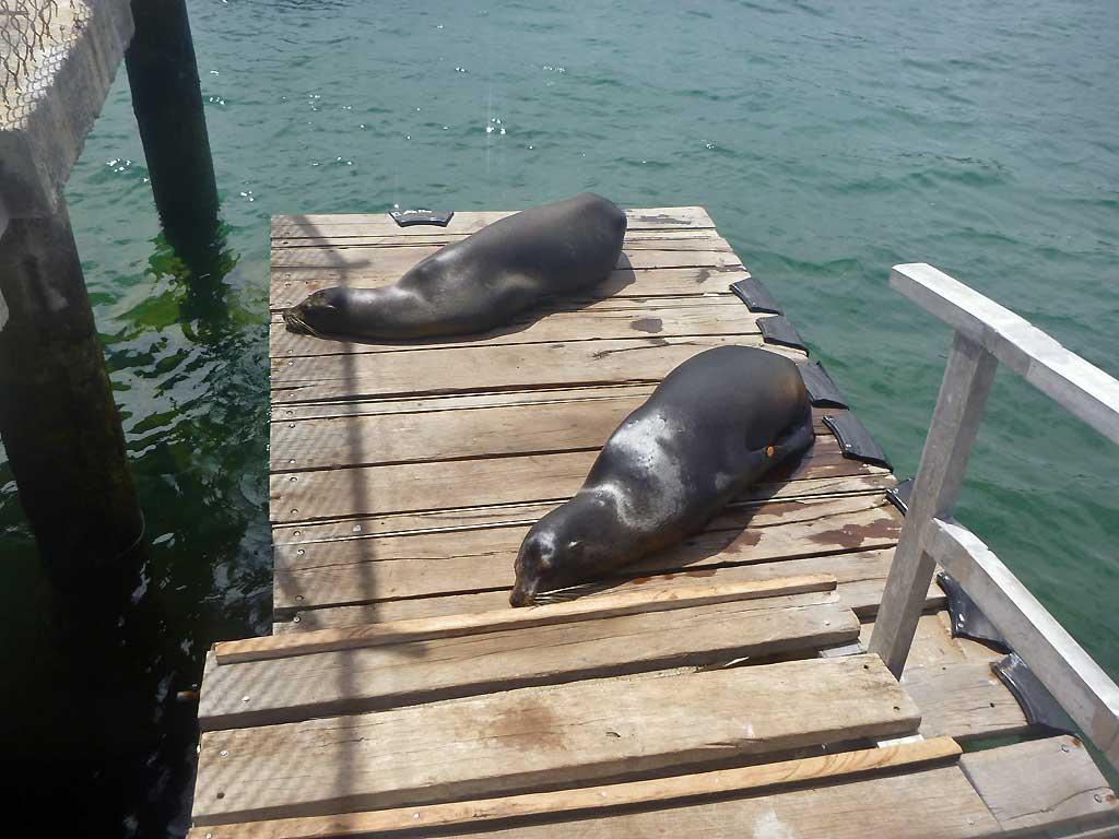 Sea lions, Puerto Ayora 109