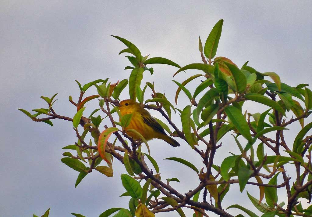 Yellow warbler, Puerto Ayora 119