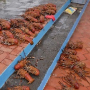 Lobster, Fish Market, Puerto Ayora 115.jpg