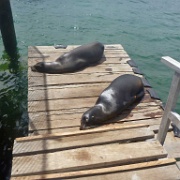 Sea lions, Puerto Ayora 109.jpg