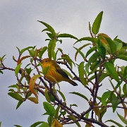 Yellow warbler, Puerto Ayora 119.jpg