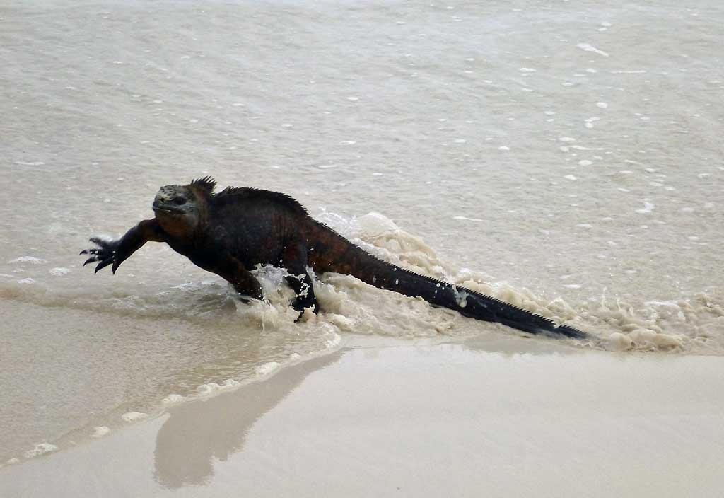 Marine iguana, Tortuga Bay, Santa Cruz 109