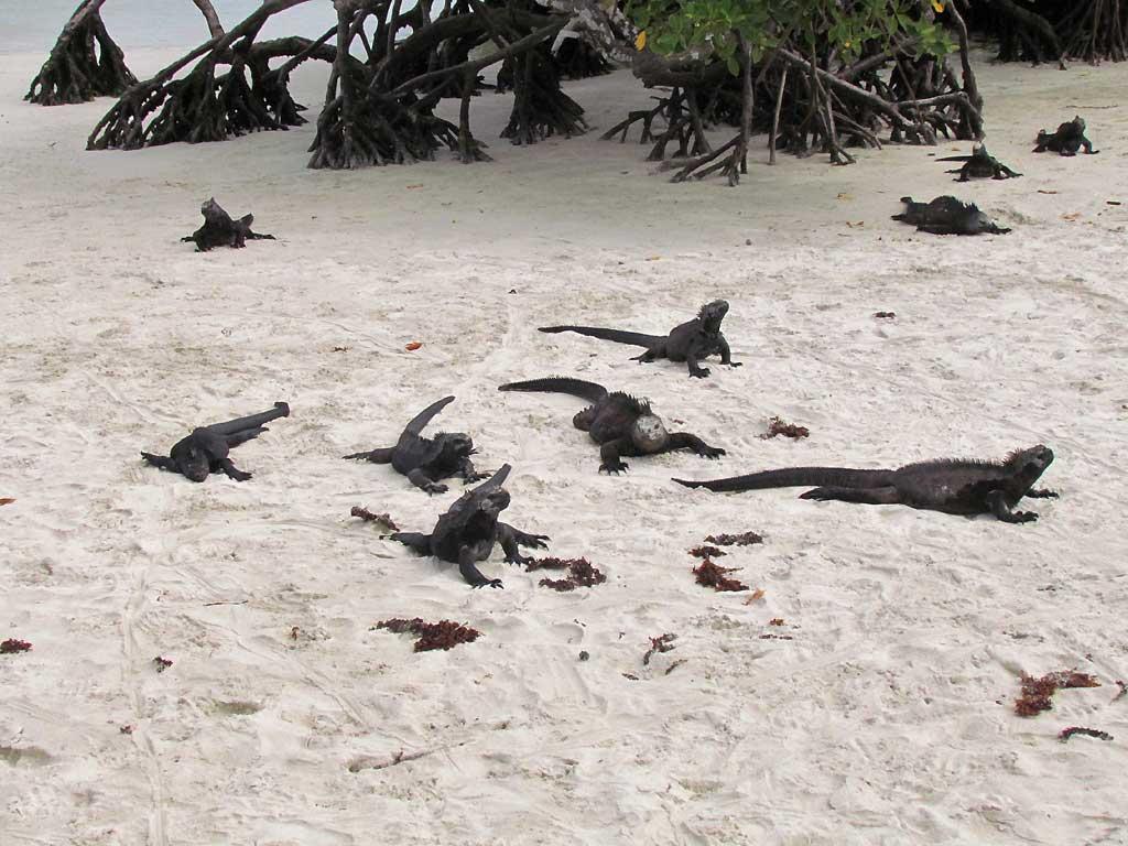 Marine iguanas, Tortuga Bay, Santa Cruz 101