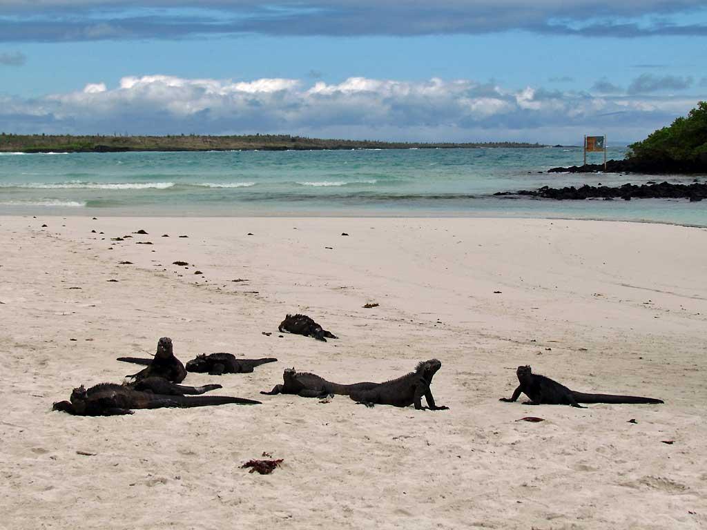 Marine iguanas, Tortuga Bay, Santa Cruz 107