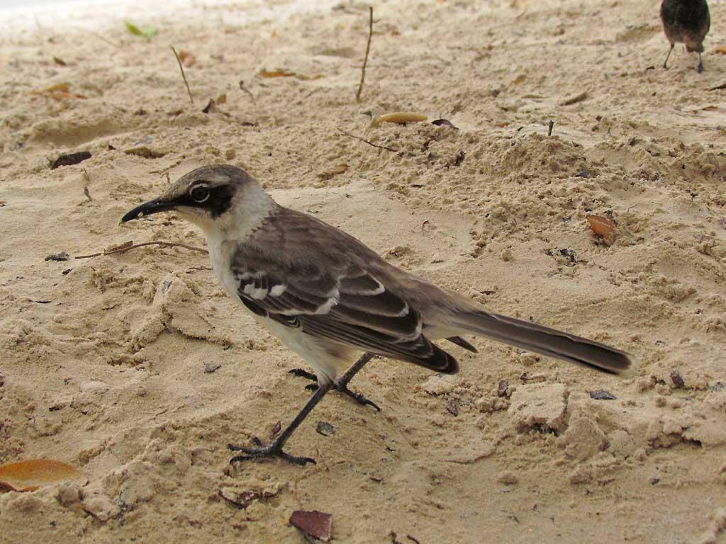 Modkingbird, Tortuga Bay, Santa Cruz 106