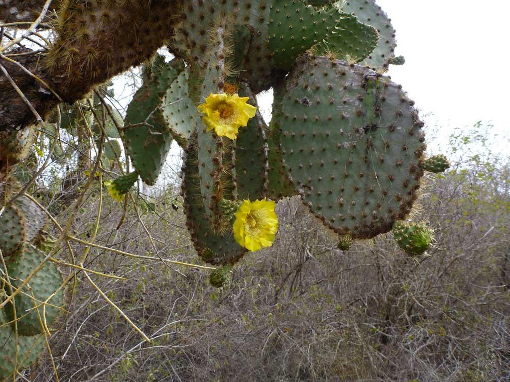Prickly pear cactus, Tortuga Bay, Santa Cruz 110