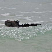 Marine iguana, Tortuga Bay, Santa Cruz 108.jpg