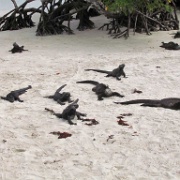 Marine iguanas, Tortuga Bay, Santa Cruz 101.jpg
