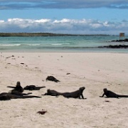 Marine iguanas, Tortuga Bay, Santa Cruz 107.jpg