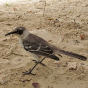 Modkingbird, Tortuga Bay, Santa Cruz 106.jpg