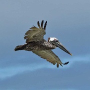 Pelican, Tortuga Bay, Santa Cruz, Galapagos 114.jpg