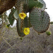 Prickly pear cactus, Tortuga Bay, Santa Cruz 110.jpg