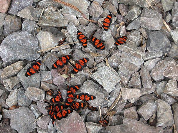 Butterflies, Aguas Calientes 05