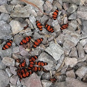 Butterflies, Aguas Calientes 05.jpg