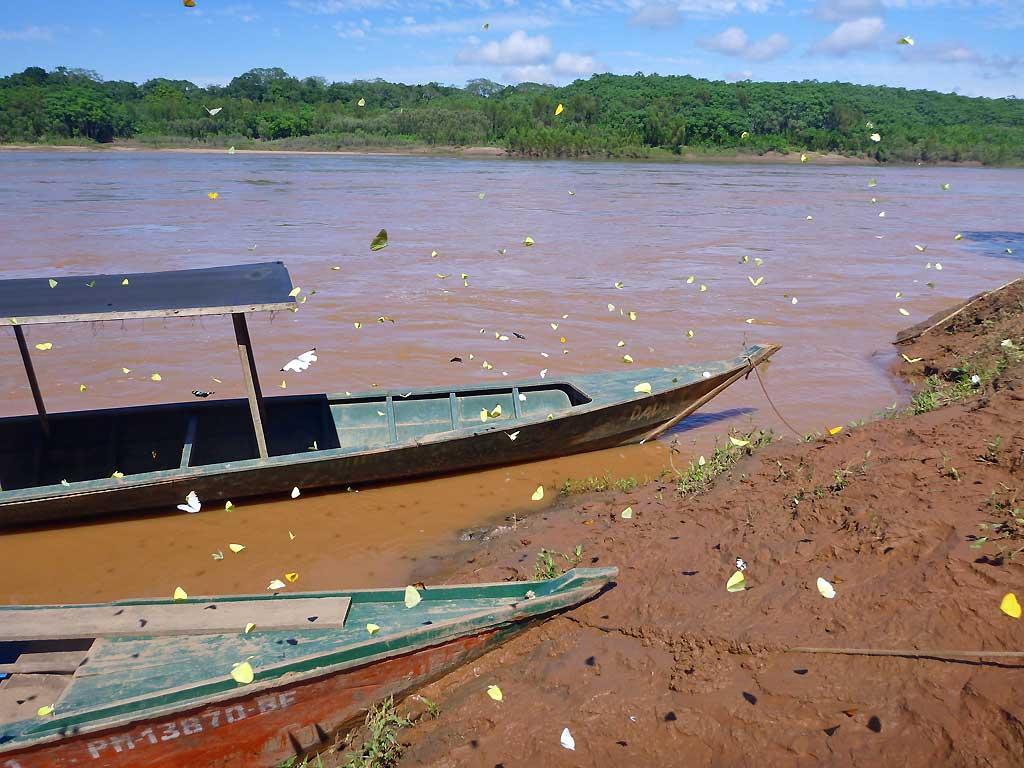 Butterfiles, Tambopata River near Puerto Moldonado 182