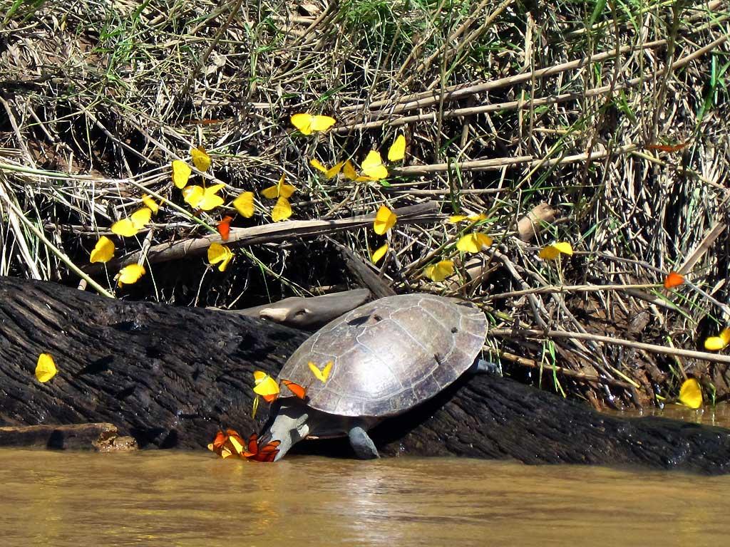 River Turtle with butterflies on tear ducts, Tambopata River 101