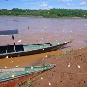 Butterfiles, Tambopata River near Puerto Moldonado 182.jpg