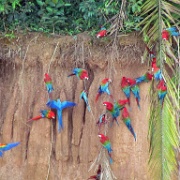 Macaws, Chunchos clay lick, Tambopata River 155.jpg
