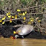 River Turtle with butterflies on tear ducts, Tambopata River 101.jpg