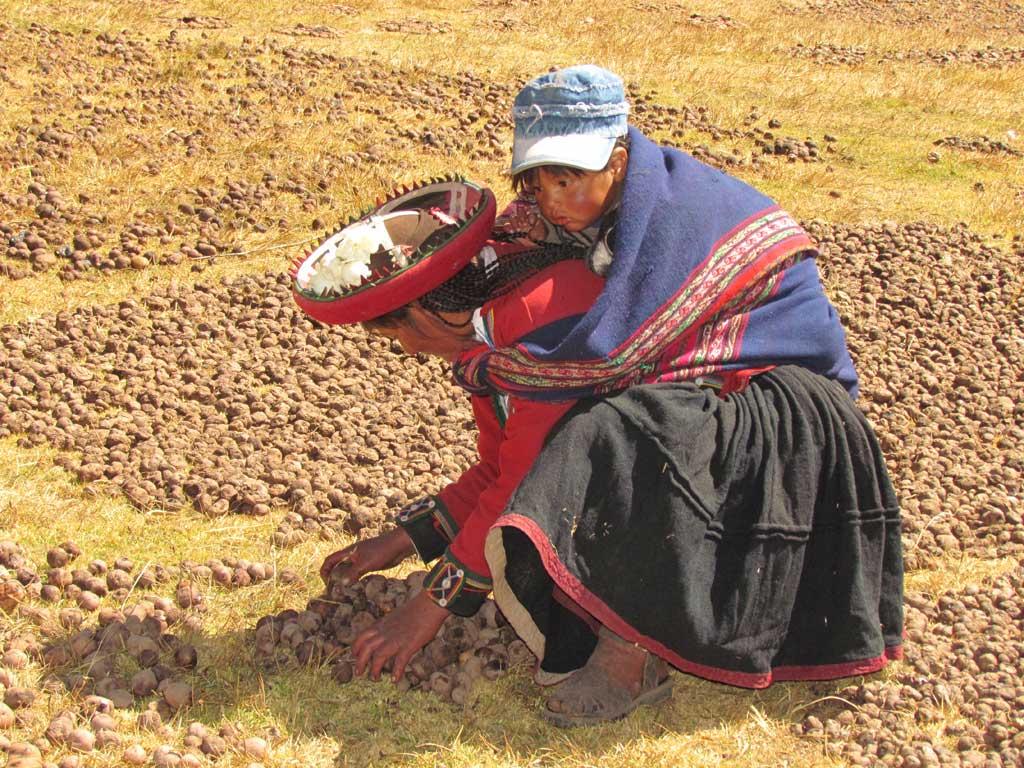 Chinchero potato harvesting 106