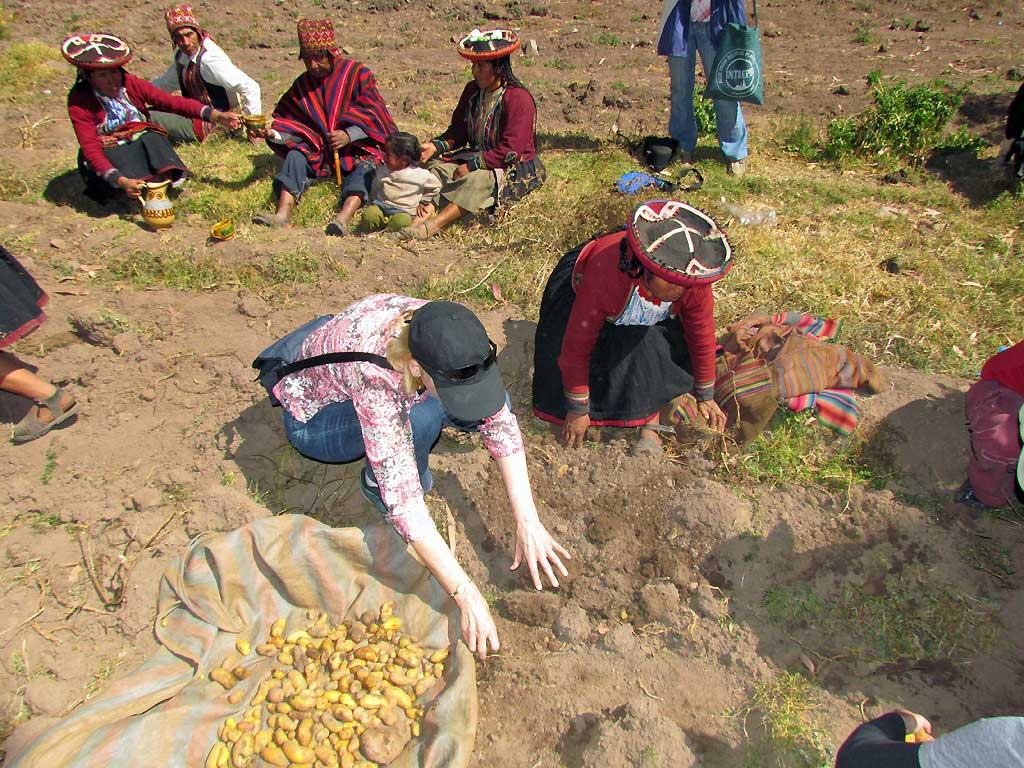 Potato harvesting, Chinchero 112