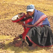 Chinchero potato harvesting 106.jpg