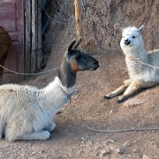 Alpaca left, Llama right, Cusco 09.jpg