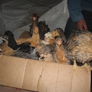Chickens for sale at the Cuzco market 11.jpg