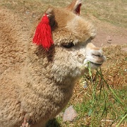 Llama, Cuzco, Peru 04.jpg
