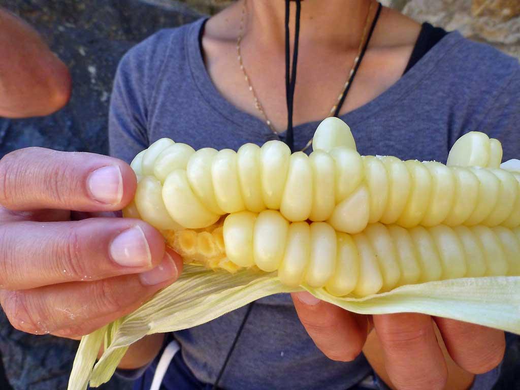 Large corn kernels, Ollantaytambo 134