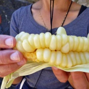 Large corn kernels, Ollantaytambo 134.jpg