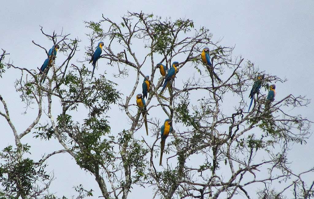 Blue-and-Yellow Macaws, Chunchos clay lick 140