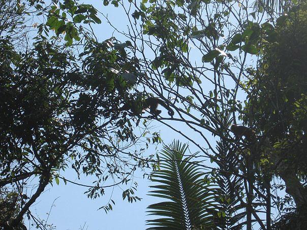 Capuchin Monkey, Tambopata Eco Lodge 32