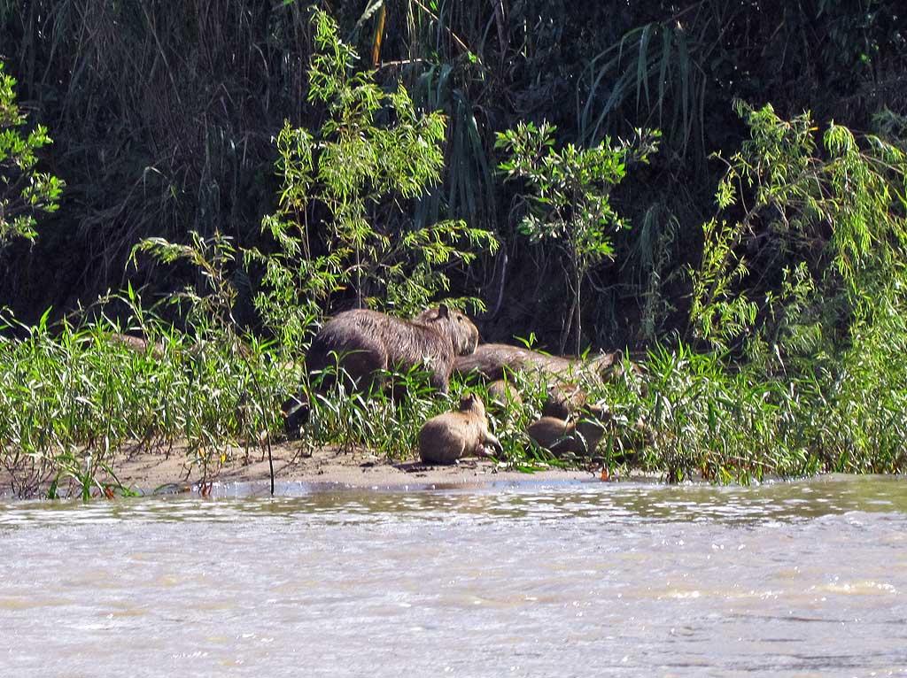 Capybara family, Tambopata River 119