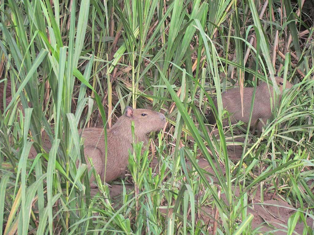 Capybara, Tambopata River 105