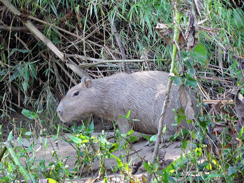 Capybara, Tambopata River 111