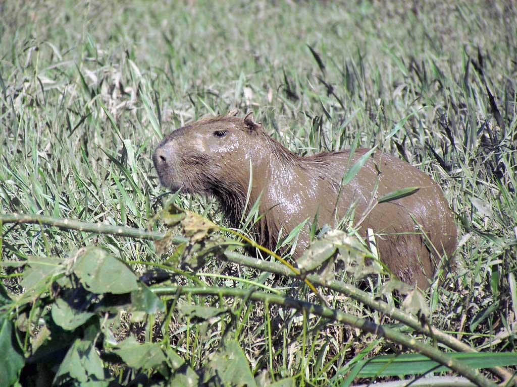 Capybara, Tambopata River 118
