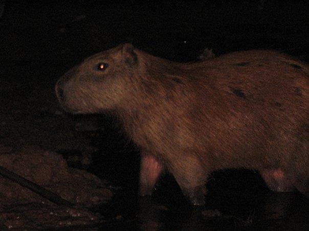 Capybara, Tambopata River 40