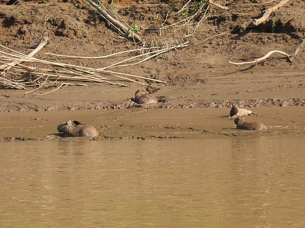 Capybaras, Tambopata River 25
