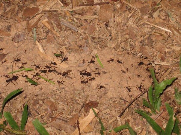 Leaf Cutter Ants, Tambopata Eco Lodge 28