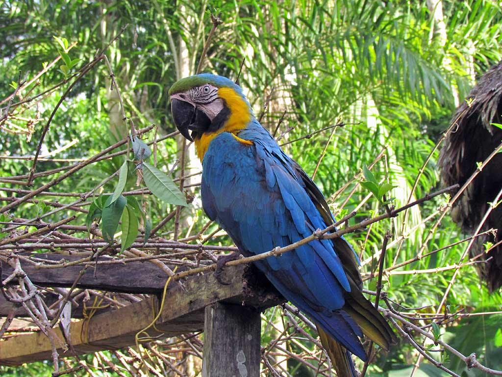 Macaw mascot at the Tambopata Eco Lodge 167