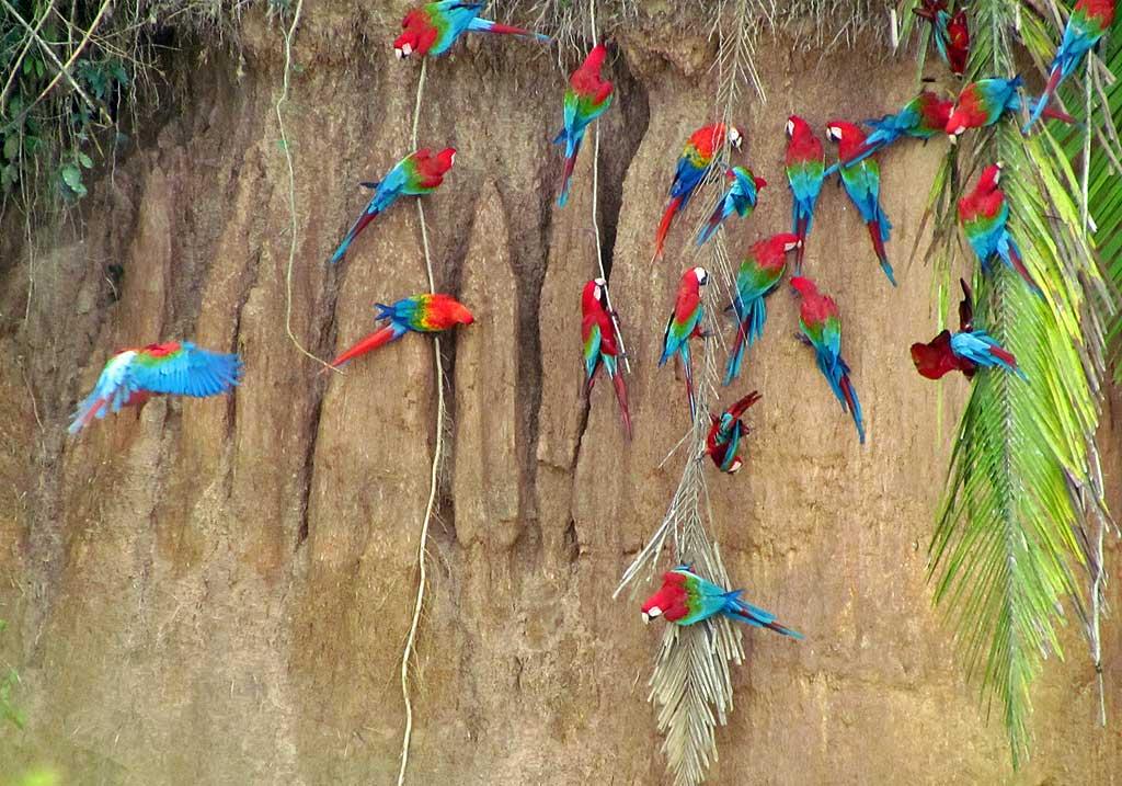 Macaws, Chunchos clay lick 148