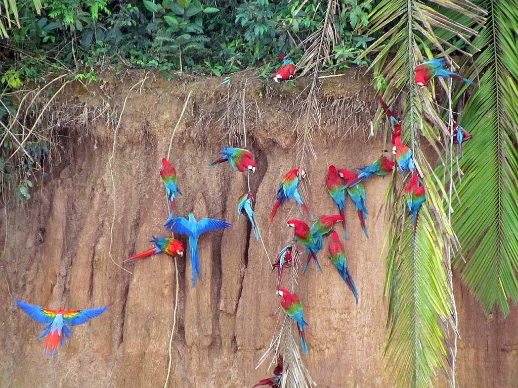 Macaws, Chunchos clay lick 155