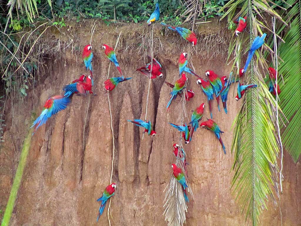 Macaws, Chunchos clay lick 157