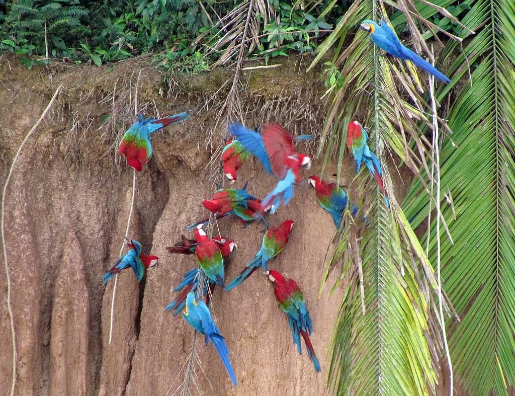 Macaws, Chunchos clay lick 160