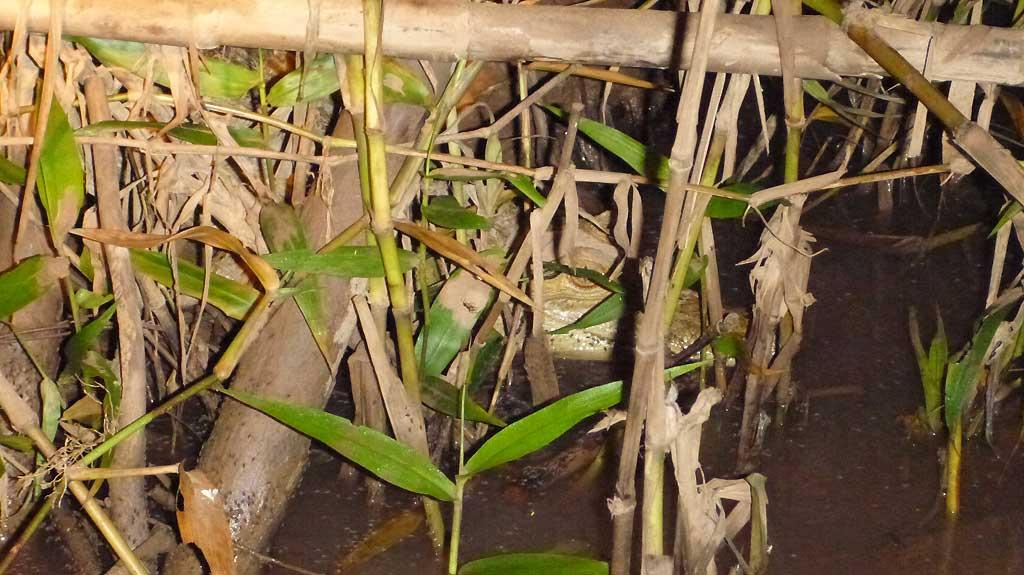 Night caiman search, Tambopata 189