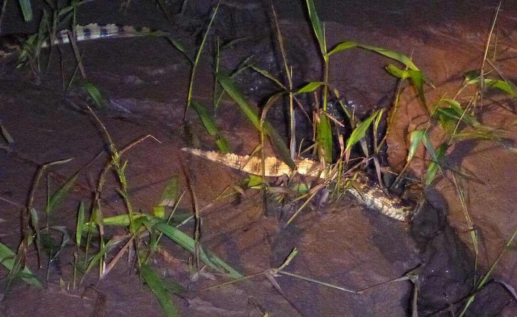 Night caiman search, Tambopata 190